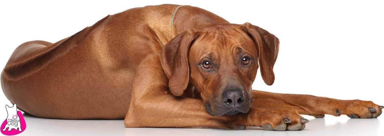 Rhodesian Ridgeback Dogtime