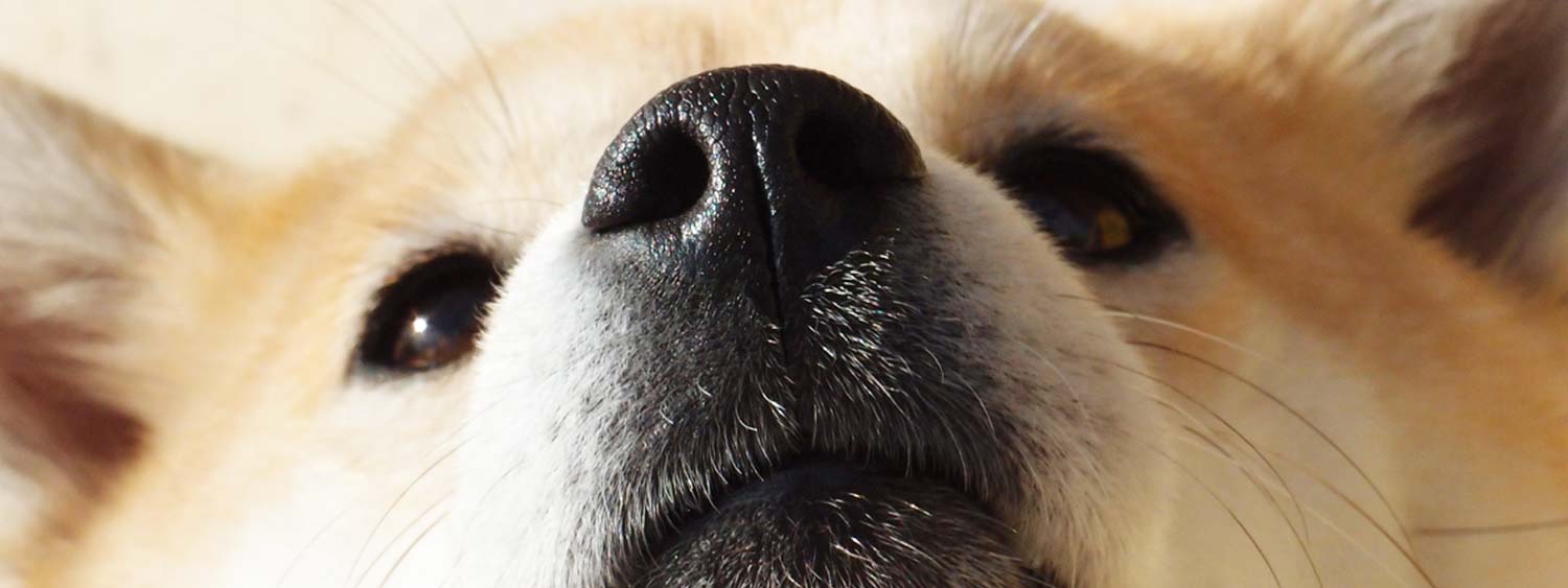 Be In the Know About Your Dog's Nose