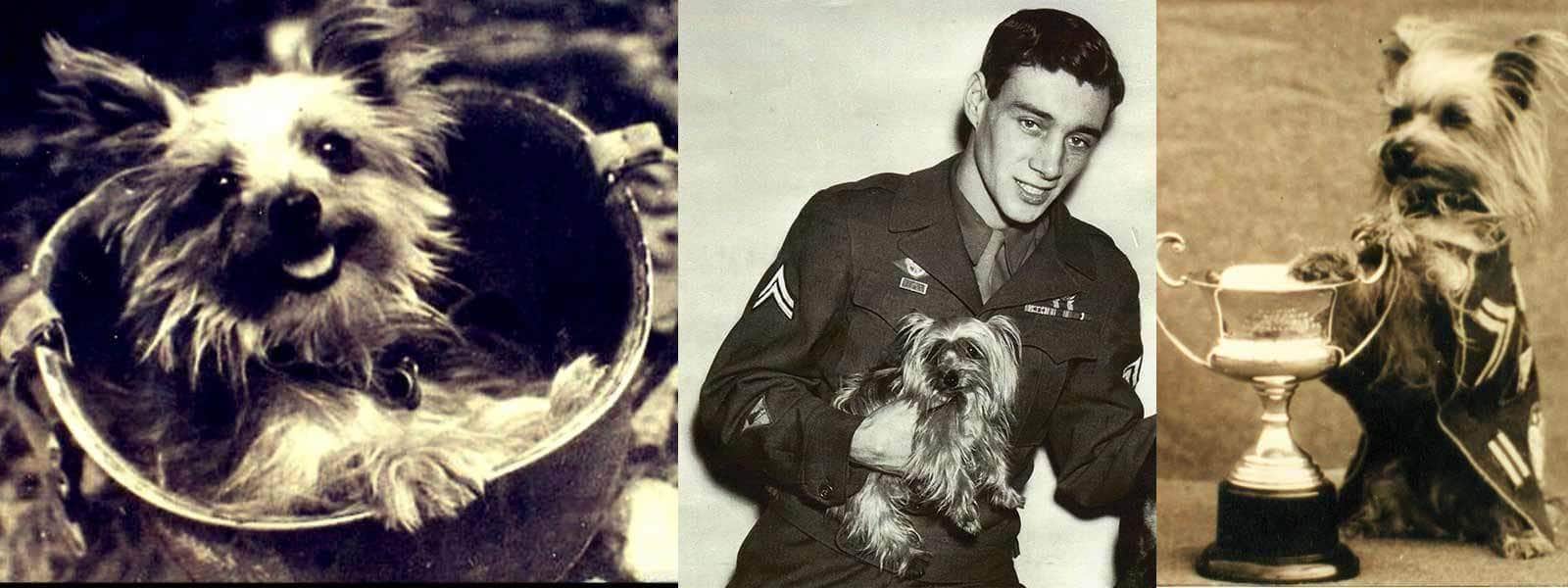 Yorkie Army Rations Smoky The Yorkshire Terrier War Hero...All Four Pounds of Her! - The ...