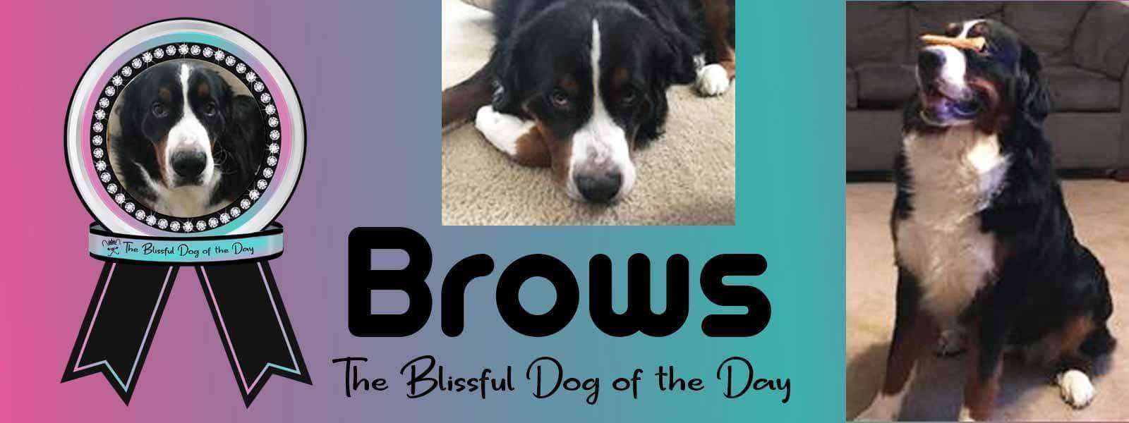 Brows The Most Blissful Berner is The Blissful Dog of the Day