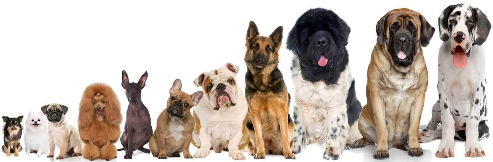 How are There So Many Dog Breeds: Unveiling the Surprising Truth