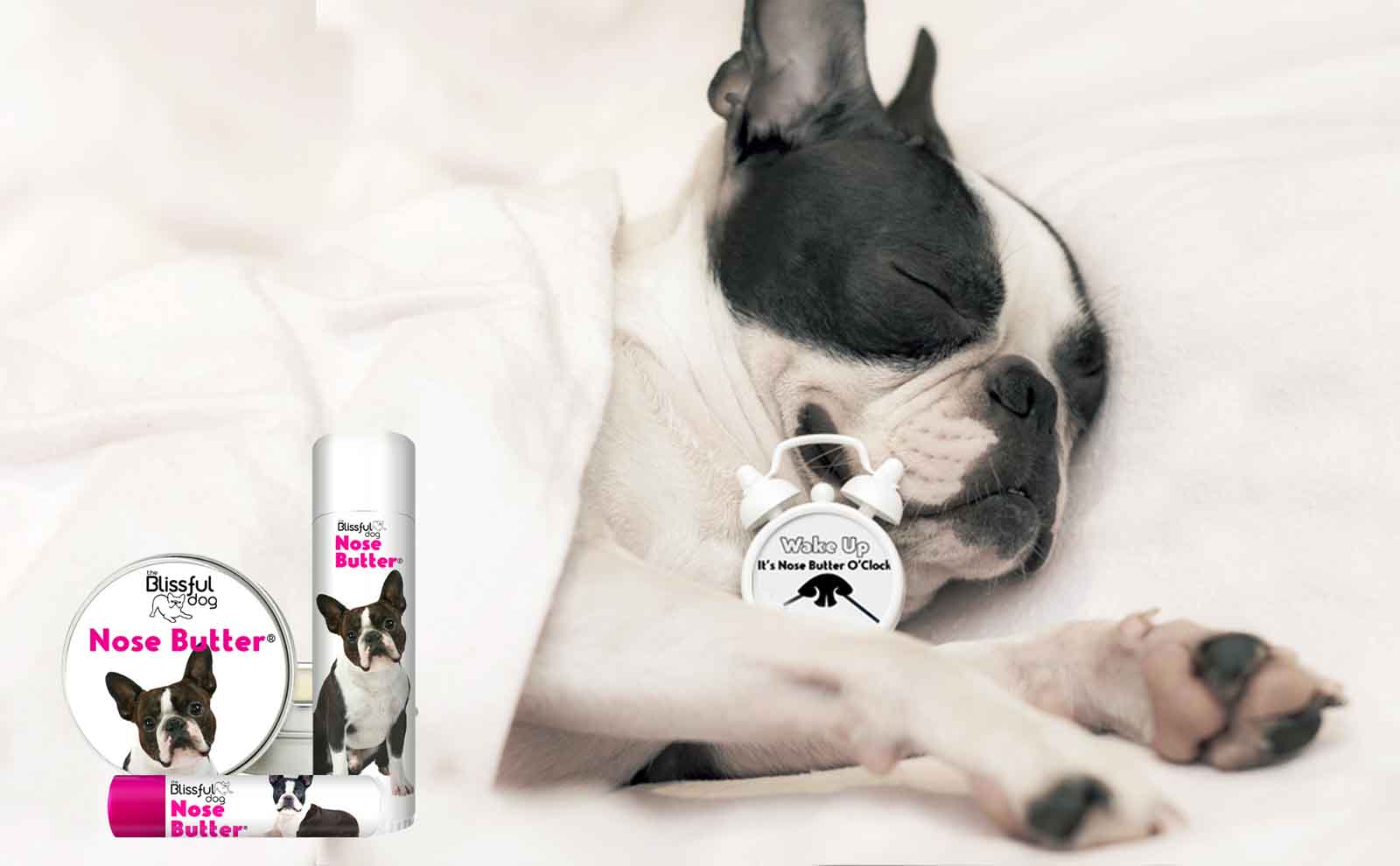 Boston Terrier Nose Butter Review