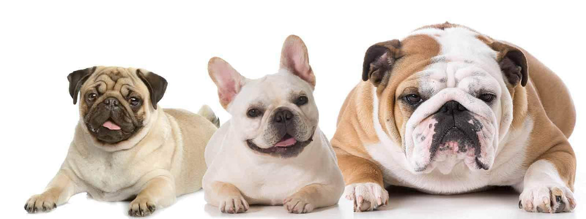 How To Clean Your Bulldog's Face - The Blissful Dog