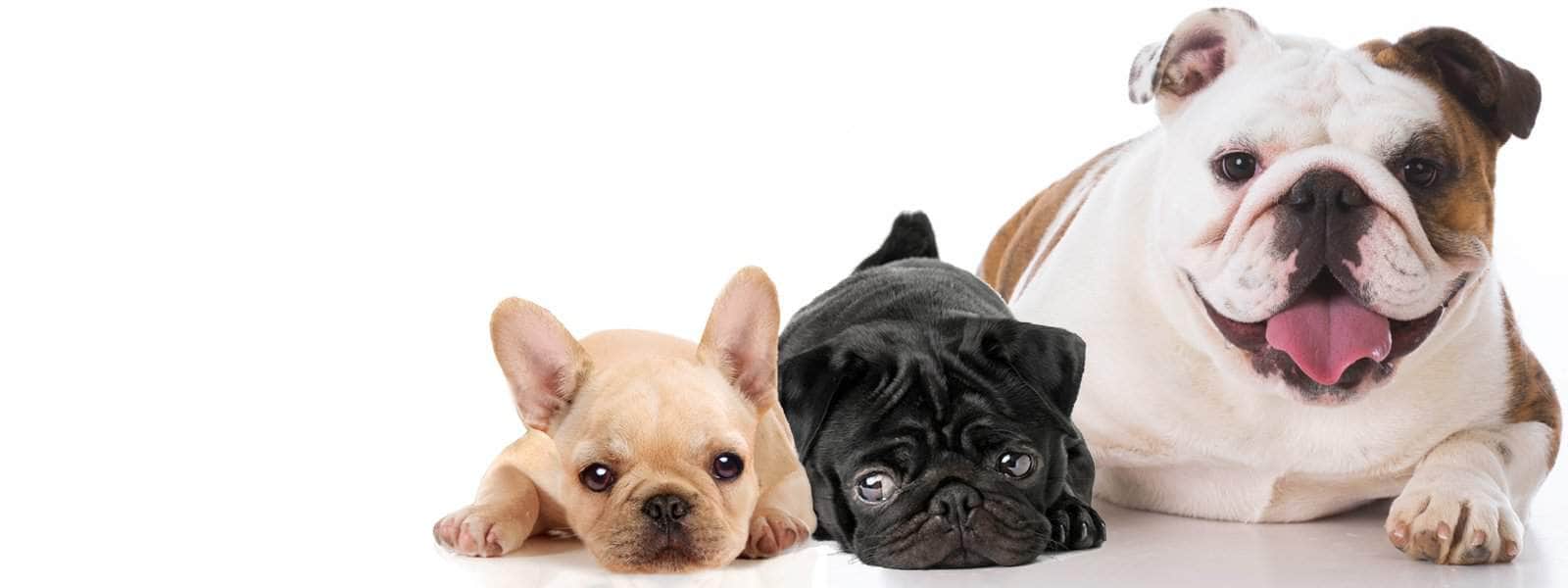 Brachycephalic syndrome…common in French Bulldogs, Pugs etc.