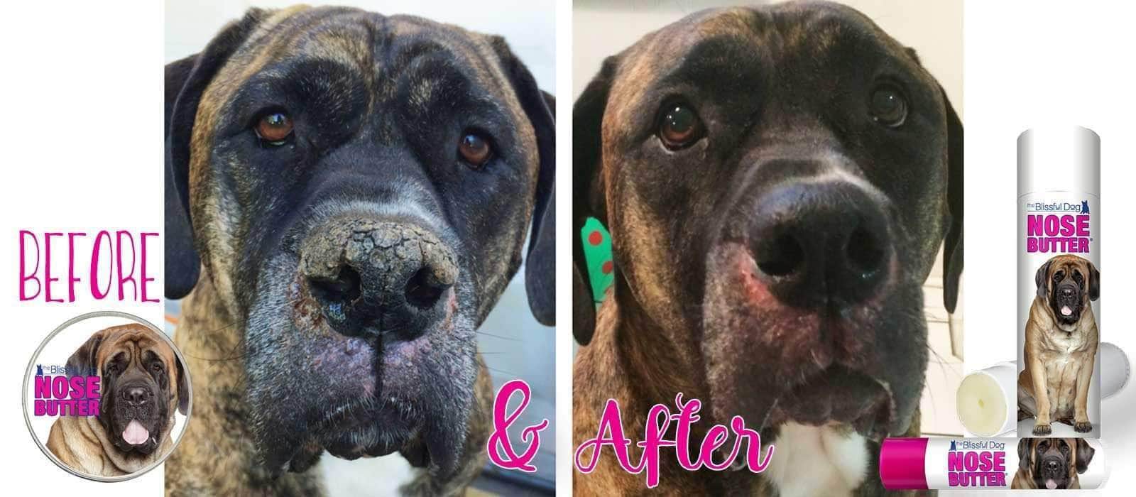 Before & After Mastiff Nose Butter