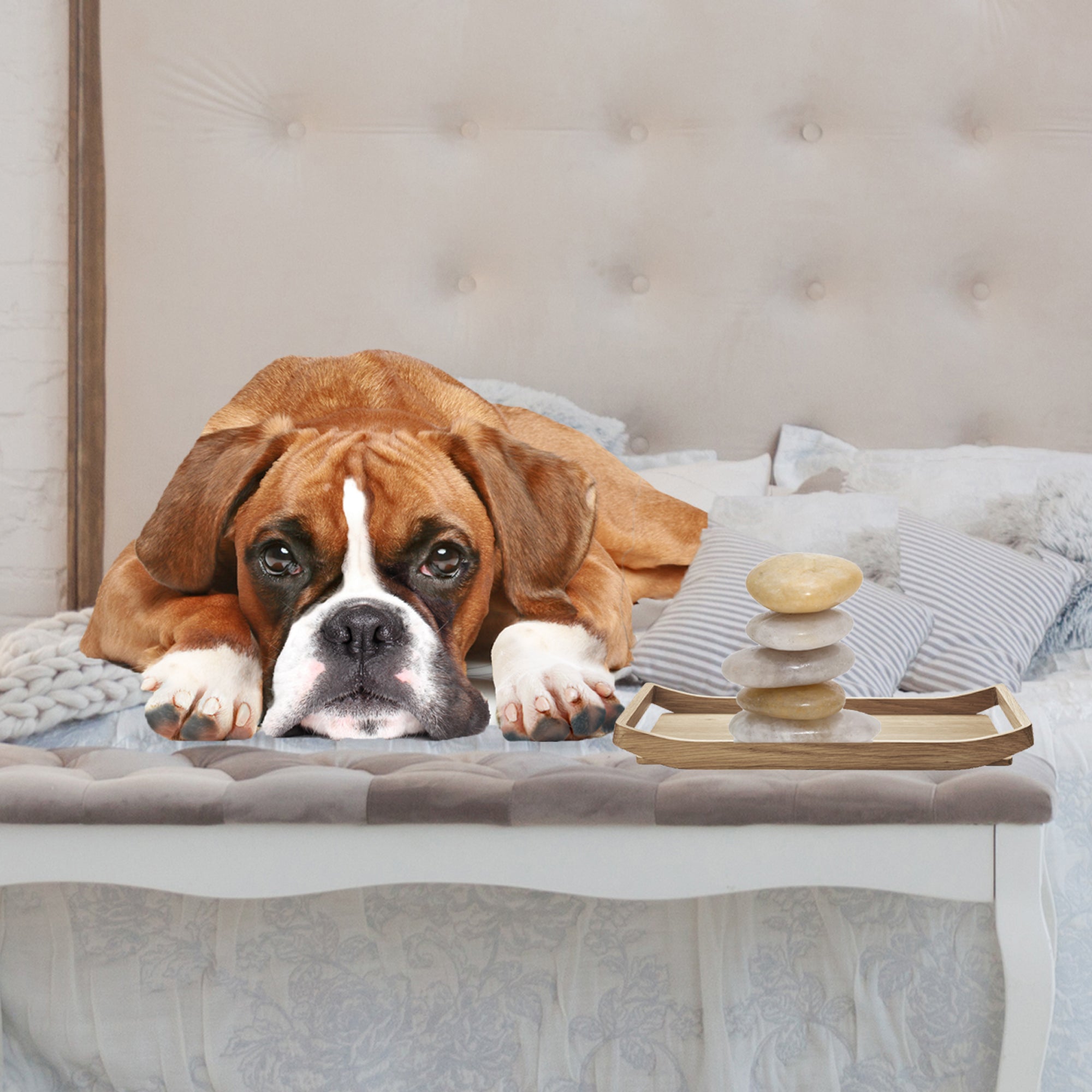 The Boxer History | Exuberant Happy Dog - The Blissful Dog