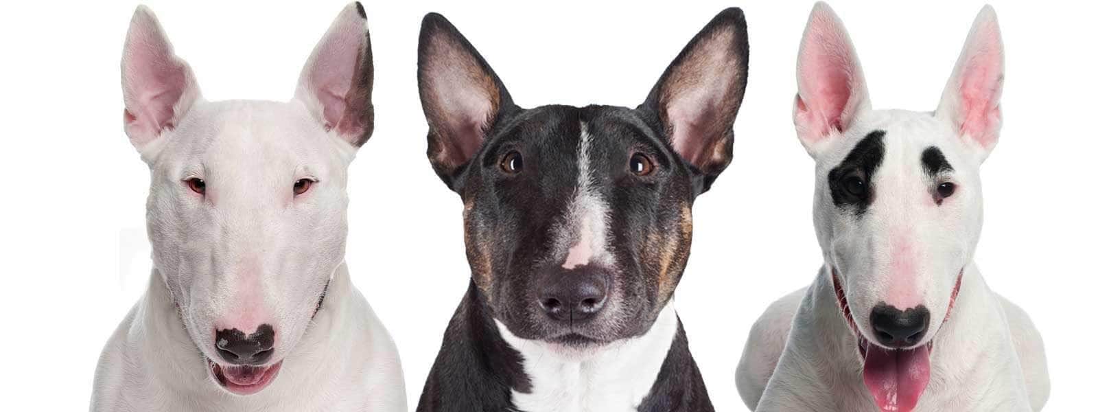 The Blissful Dog of the Day | The Bull Terrier