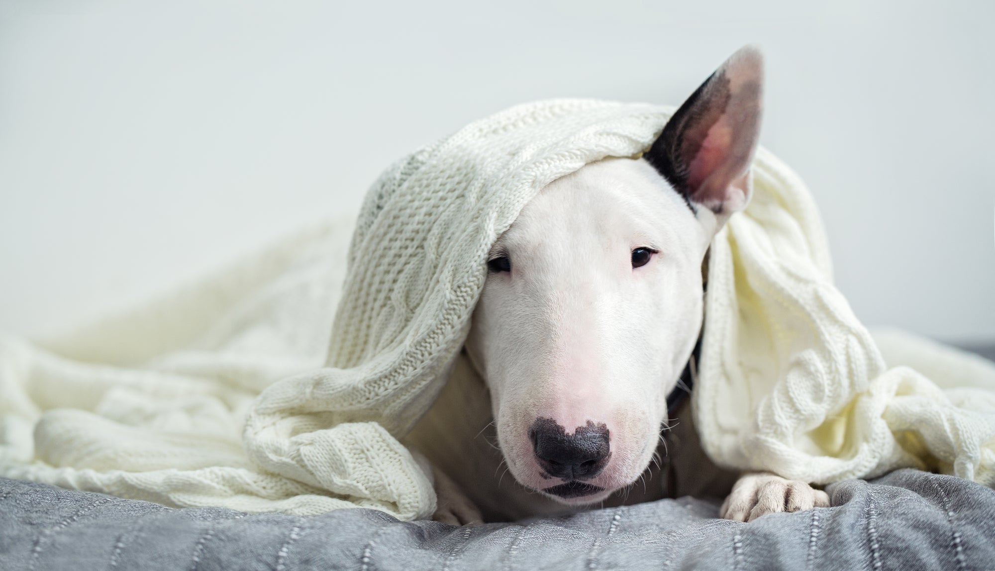 The Blissful Dog of the Day | Bull Terrier