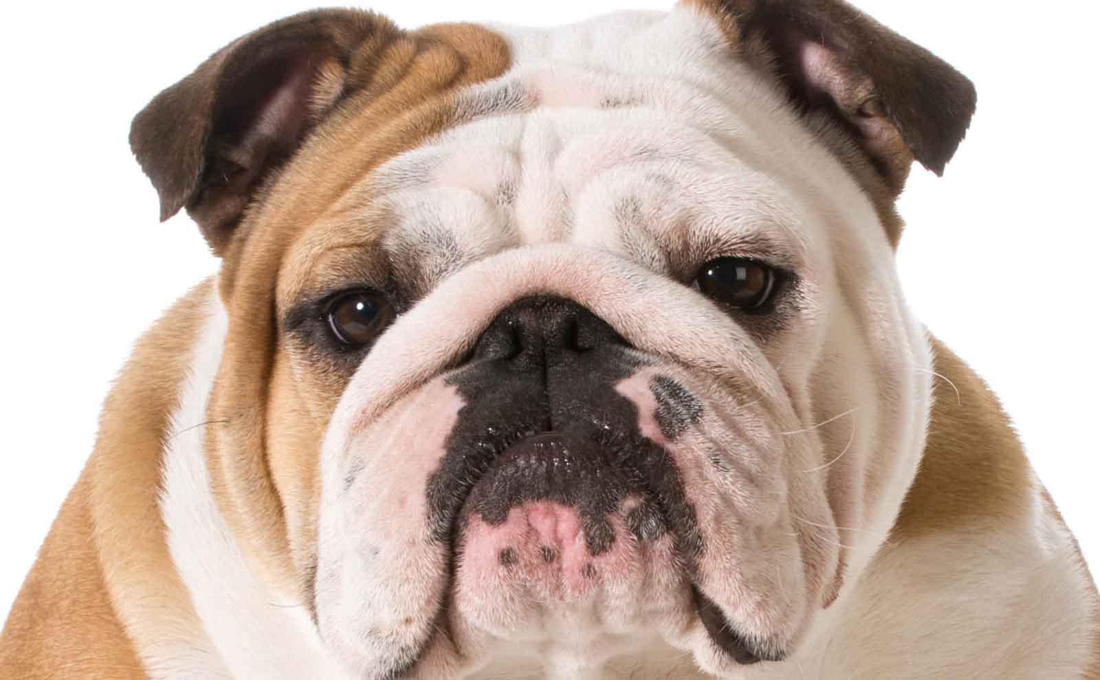 bulldog face