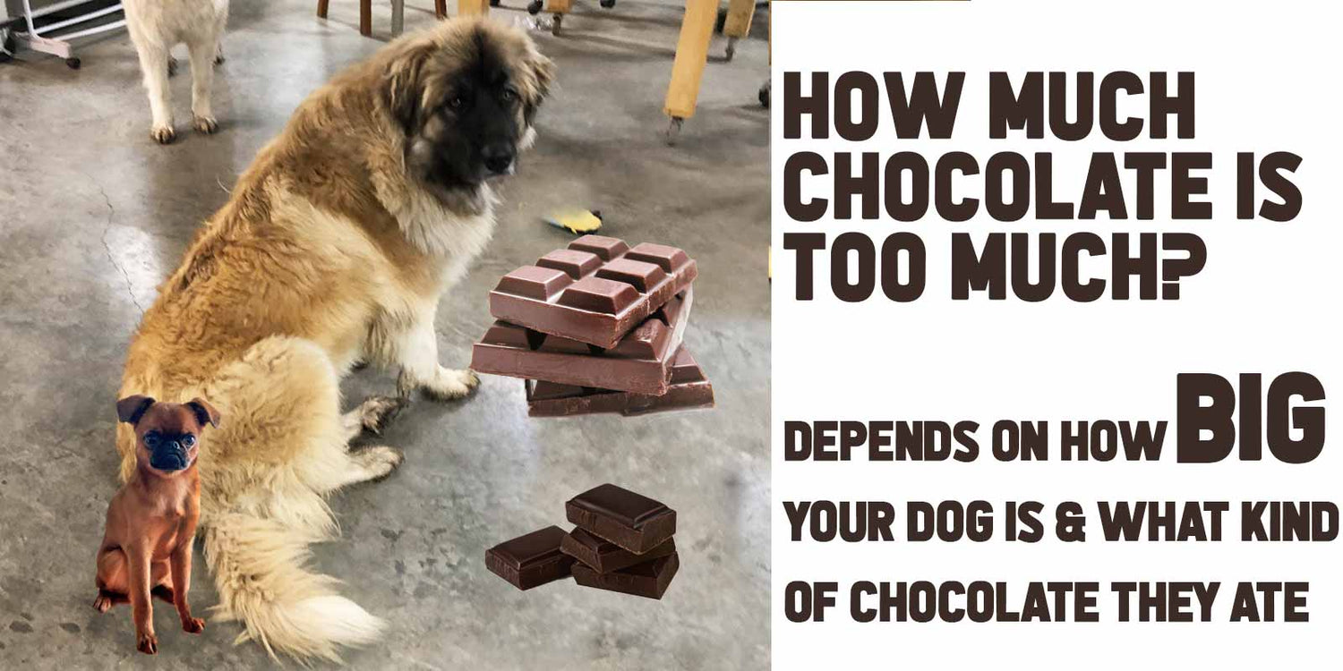 Is chocolate actually bad for dogs best sale