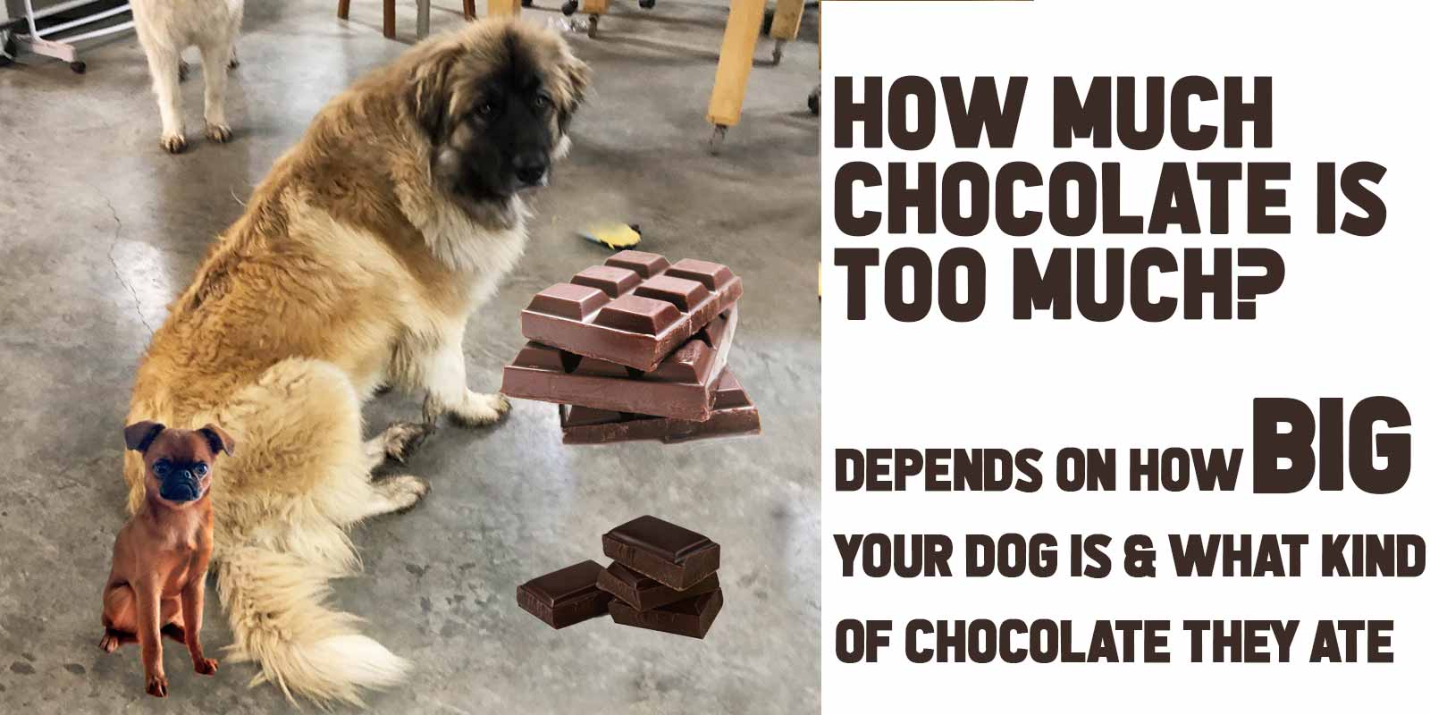 How much chocolate outlet is poisonous to dogs