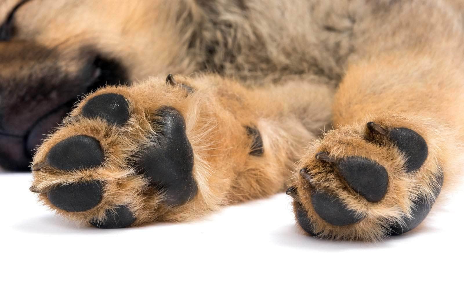 perfect puppy paws