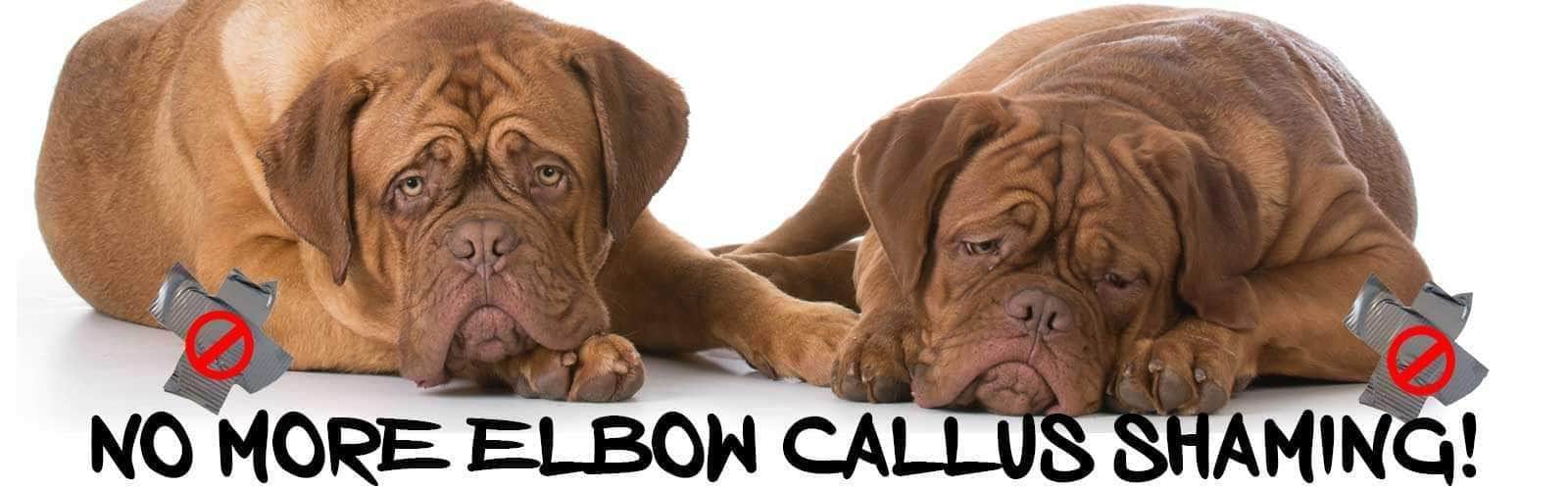 Dog Elbow Callus Shame