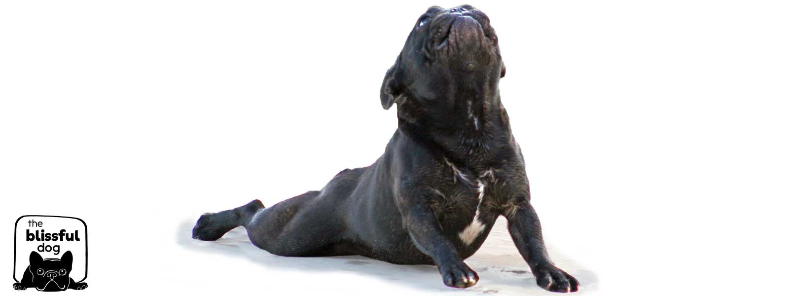 French bulldog yoga