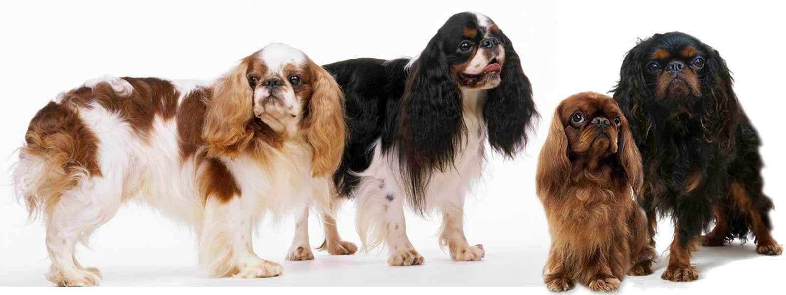 Back to Basics: A Comparison of the English Toy Spaniel and the Cavali