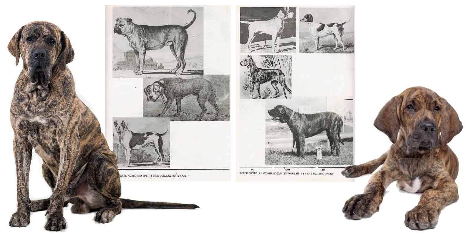 Fila Brasileiro Dog Breed Information and Pictures