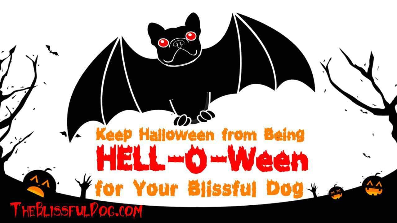 Costume Tips for a Fun Halloween for You and Your Dog