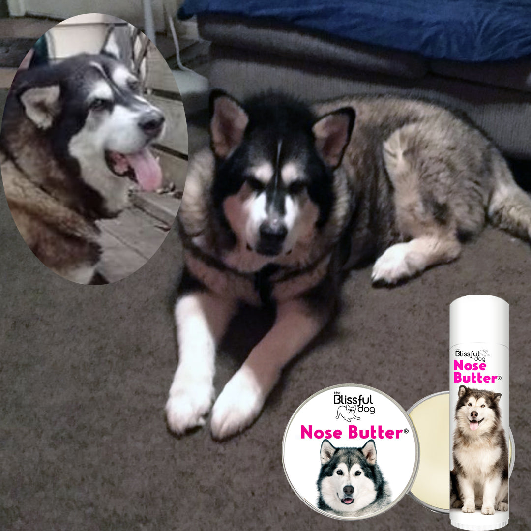 malamute nose butter review