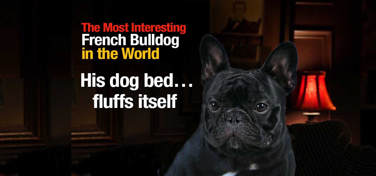 The Most Interesting French Bulldog in the World