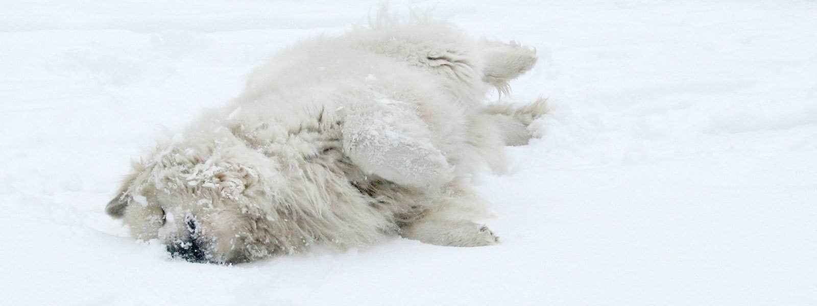 great pyrenees snow