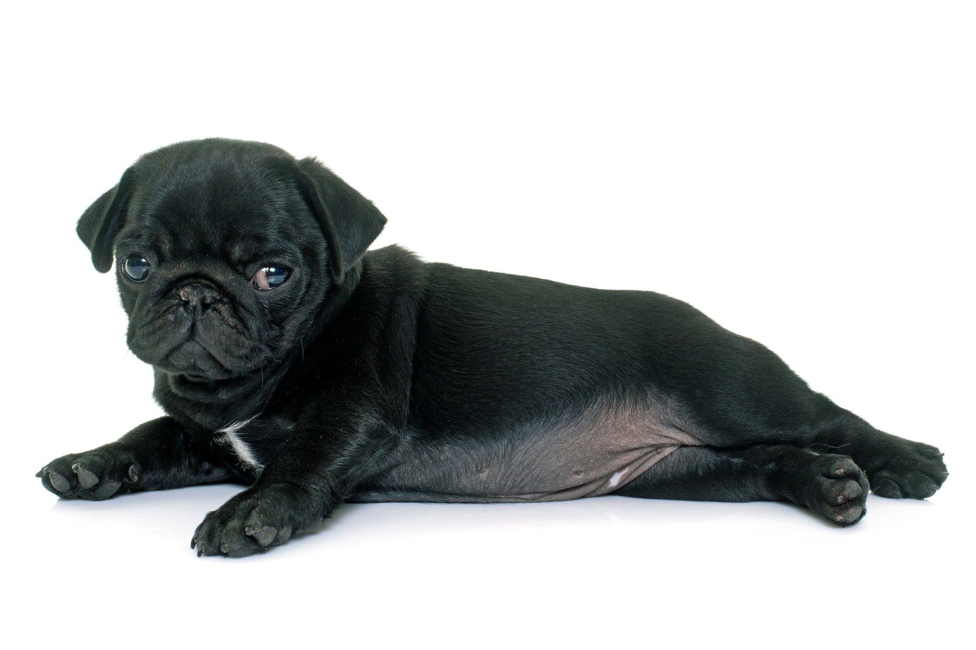 Pug Rave Black Pug Nose Butter Rave Review - The Blissful Dog