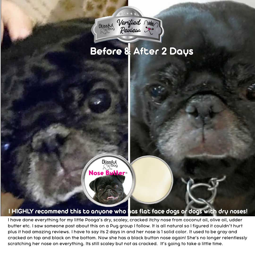 pogo pug dry nose before and after nose butter