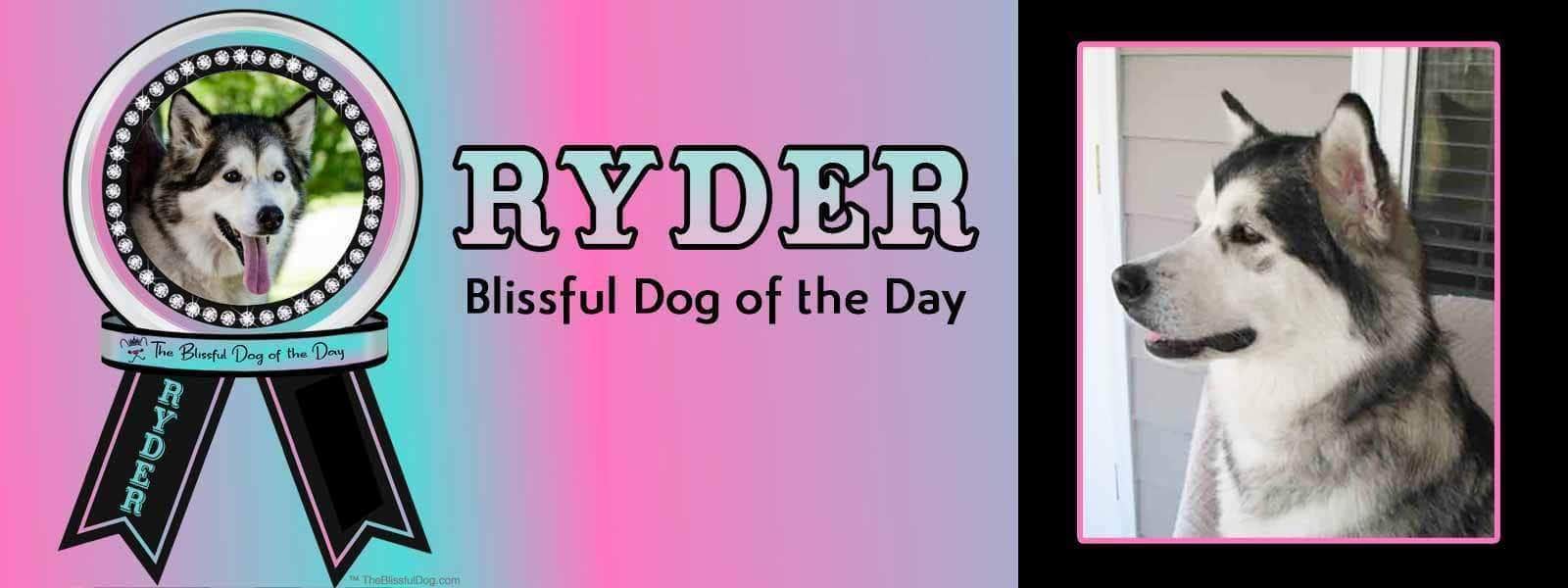 the blissful dog of the day ryder