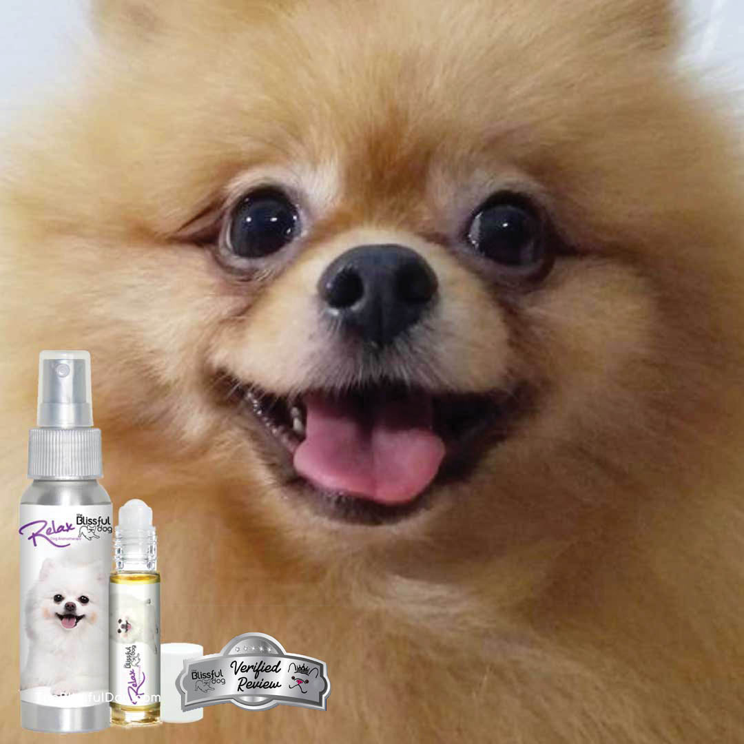 Pomeranian loves relax aromatherapy
