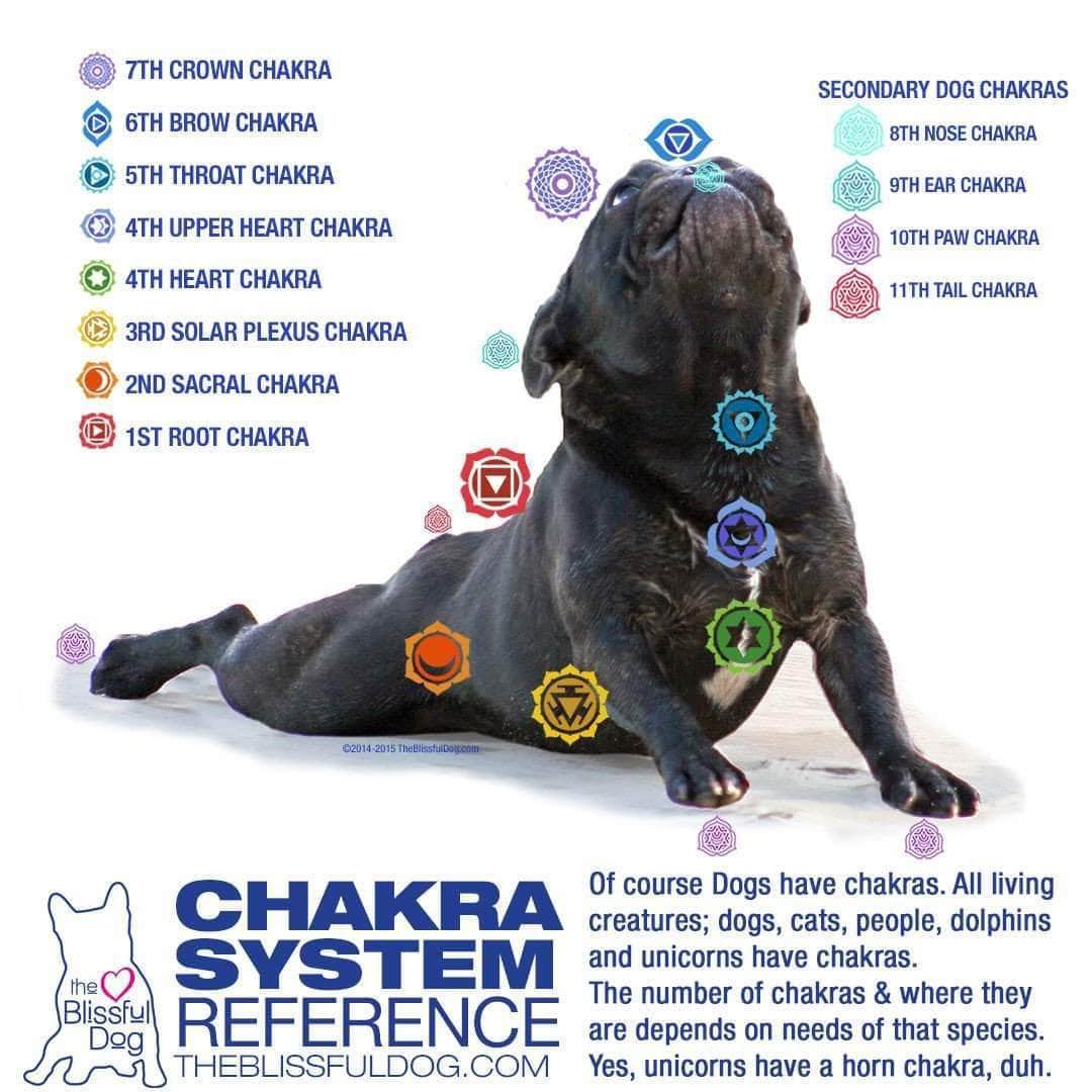 JOURNEY THROUGH YOUR DOG'S CHAKRA SYSTEM The Blissful Dog