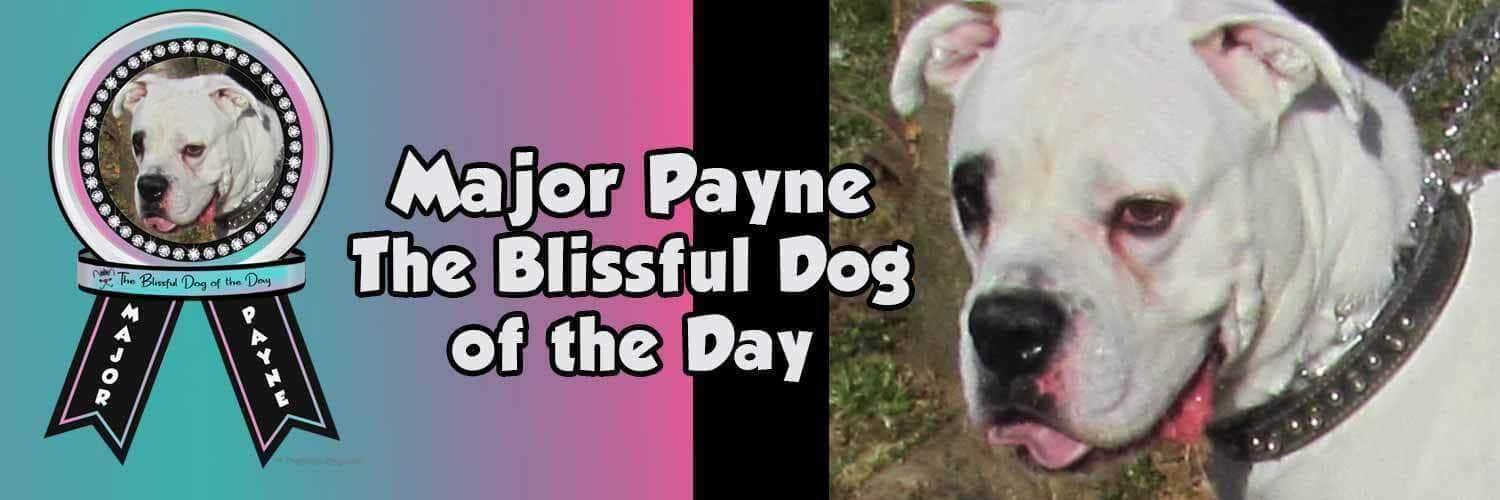 major Payne the blissful dog of the day