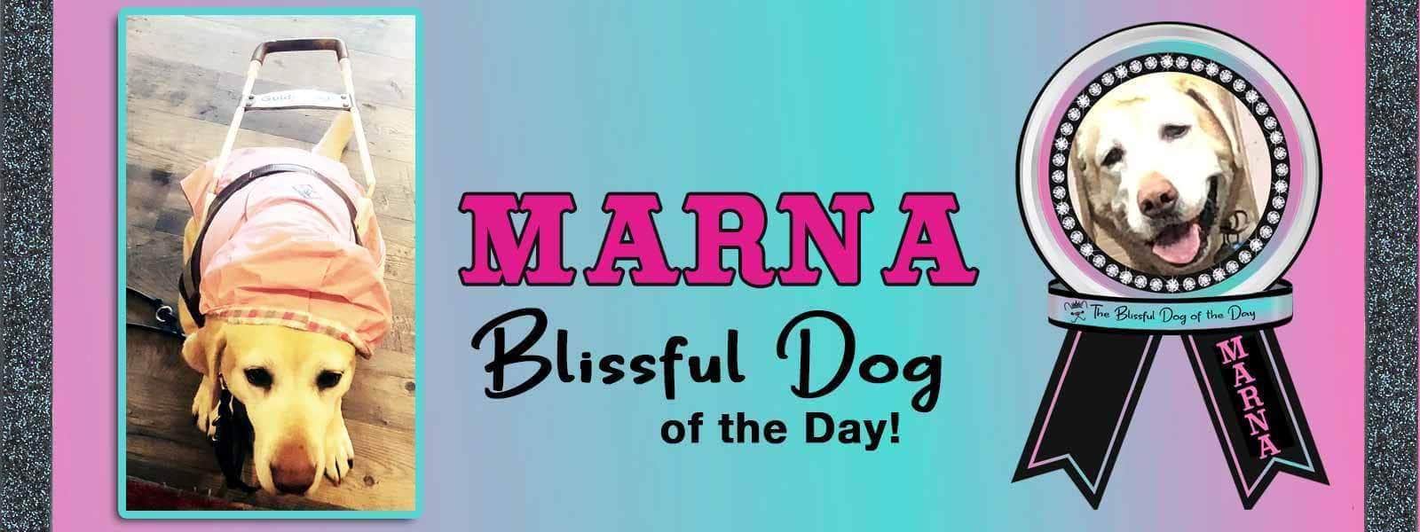 The Blissful Dog Of The Day - Marna