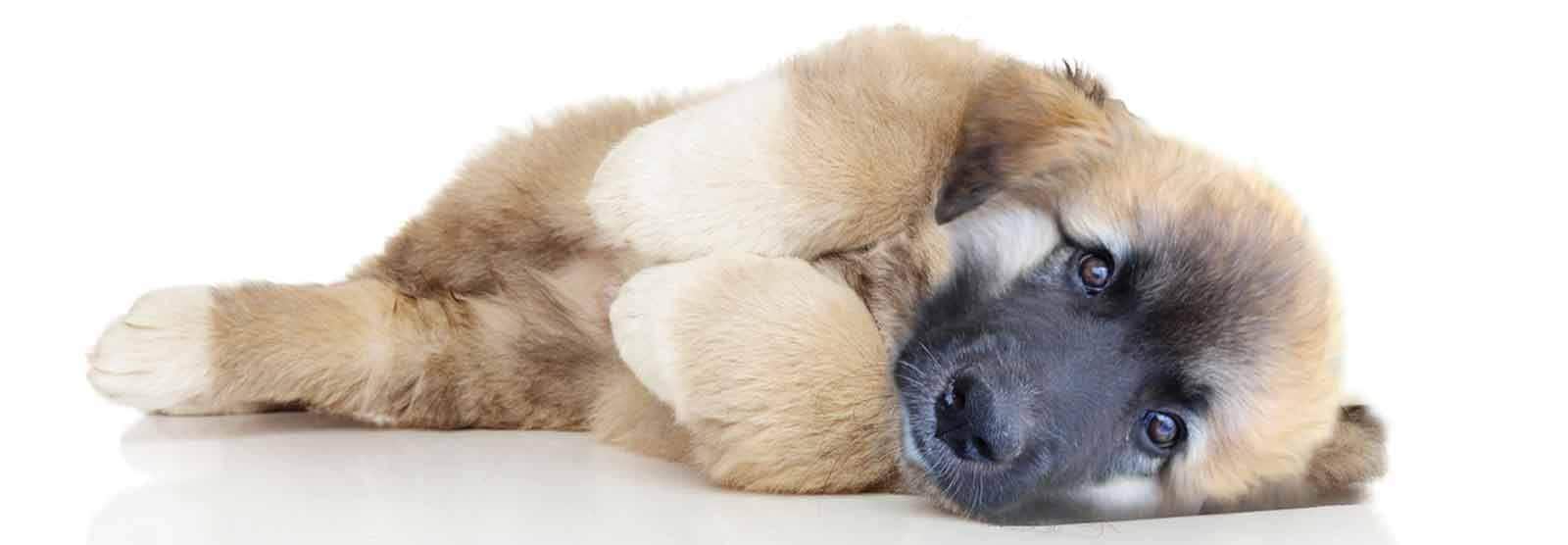 Announcing The Blissful Dog Breeders Program