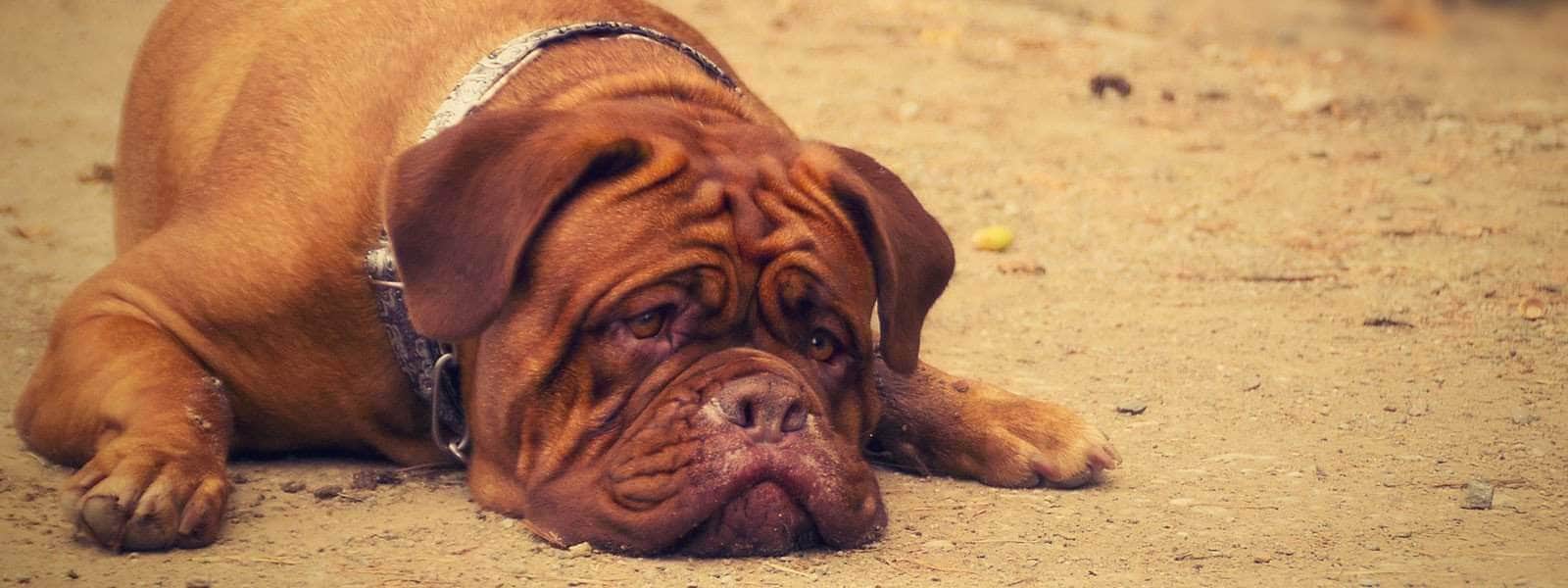 Philosophical Poo Ponderings | The Utilitarianism Dog