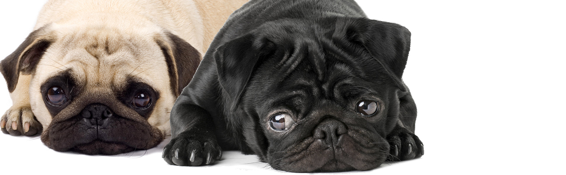 その他 PUG 1st COLOR Pug Colors Explained - Boogie the Pug