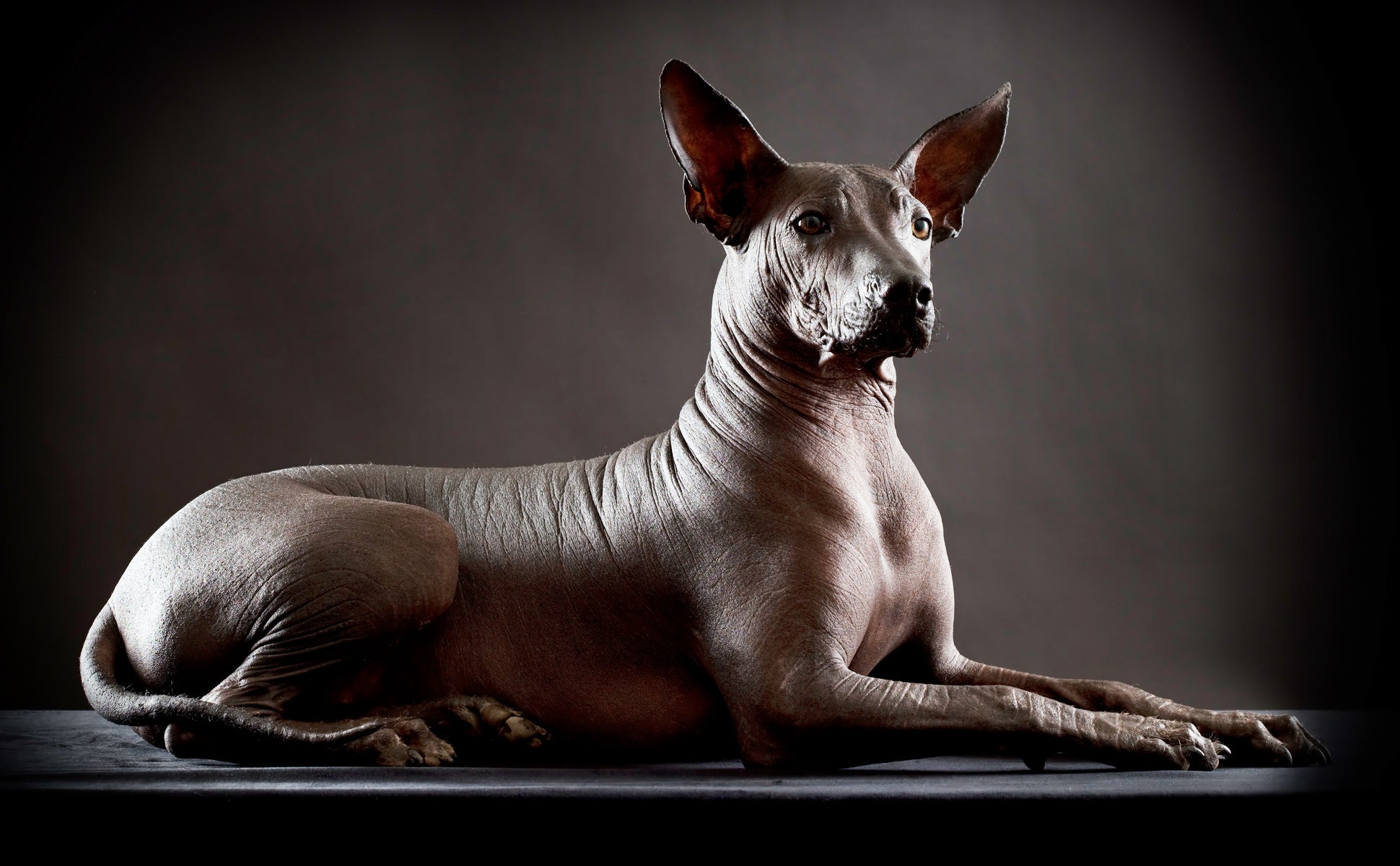 Xoloitzcuintli black best sale