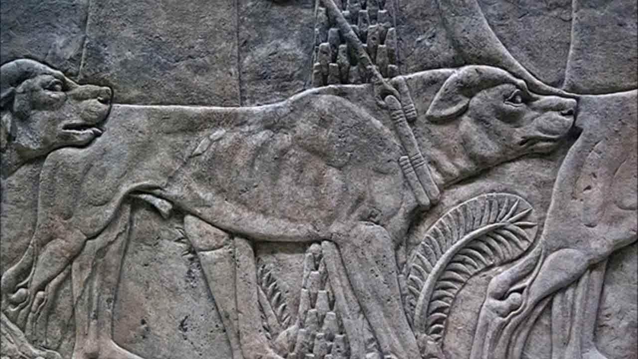 Alexander the Great's Dog, Peritas, Changed History By Biting an Elephant