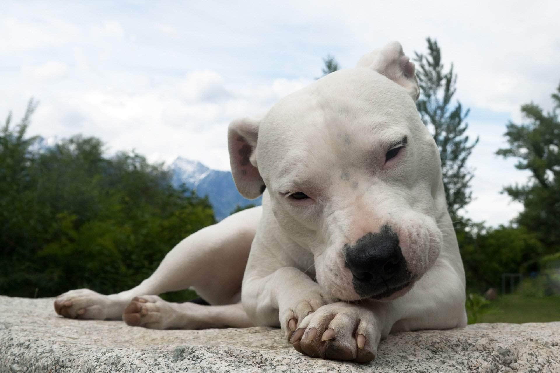 Dogo argentino best sale amstaff mix