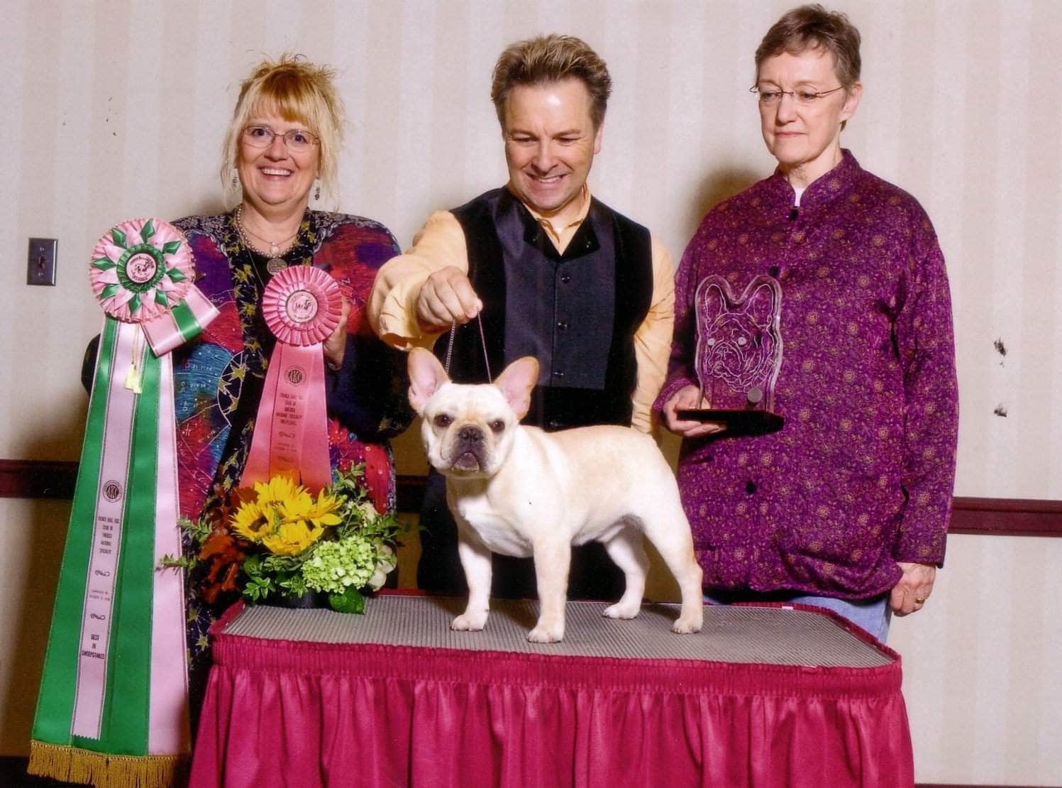 French Bulldog National Specialty Sweeps Judging Honor