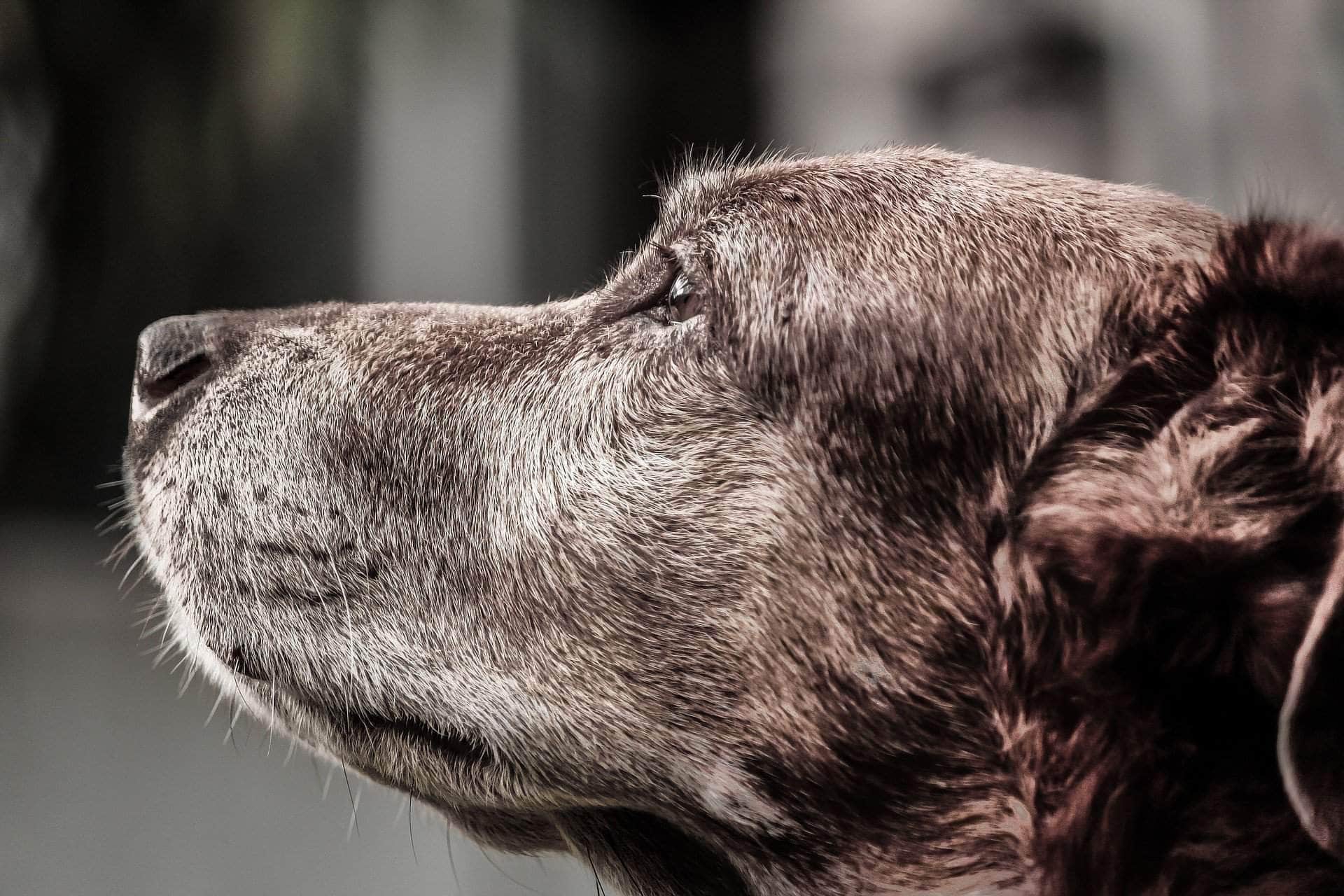 GREY FACES...WHEN IS YOUR DOG A SENIOR?