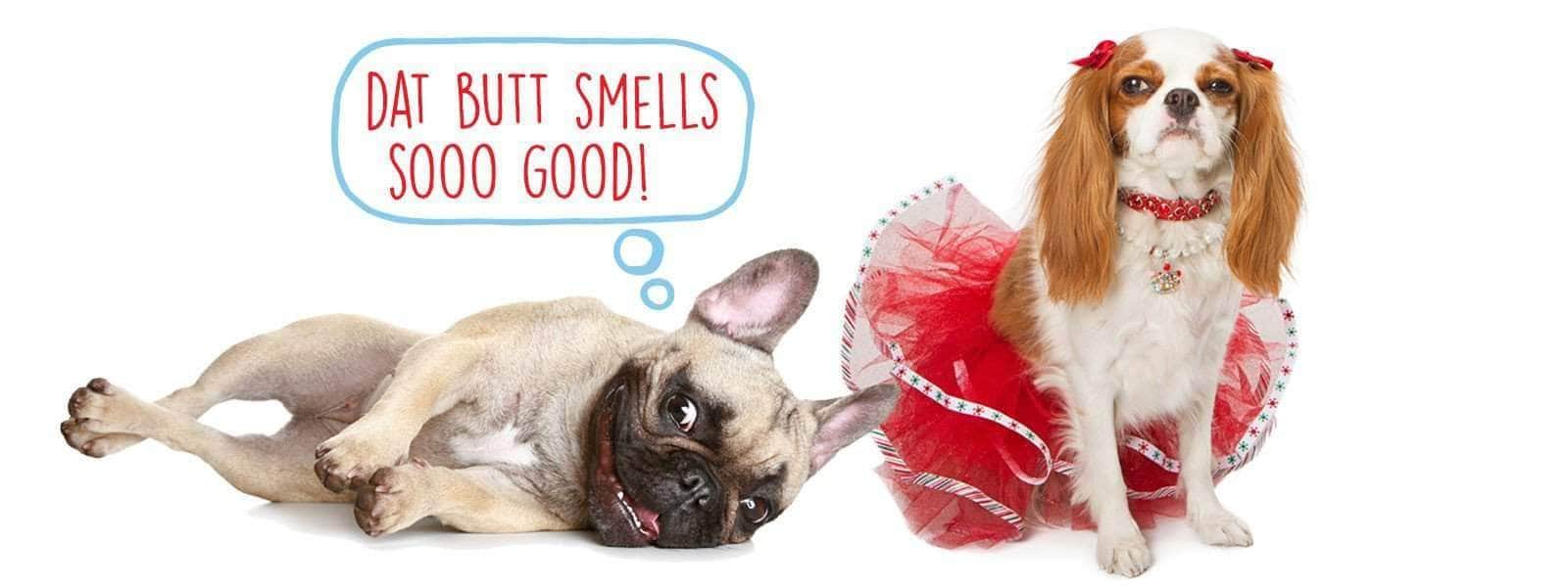 SNIFF IT, SNIFF IT GOOD, SNIFF IT REAL GOOD | WHY DOG'S SNIFF BUTTS