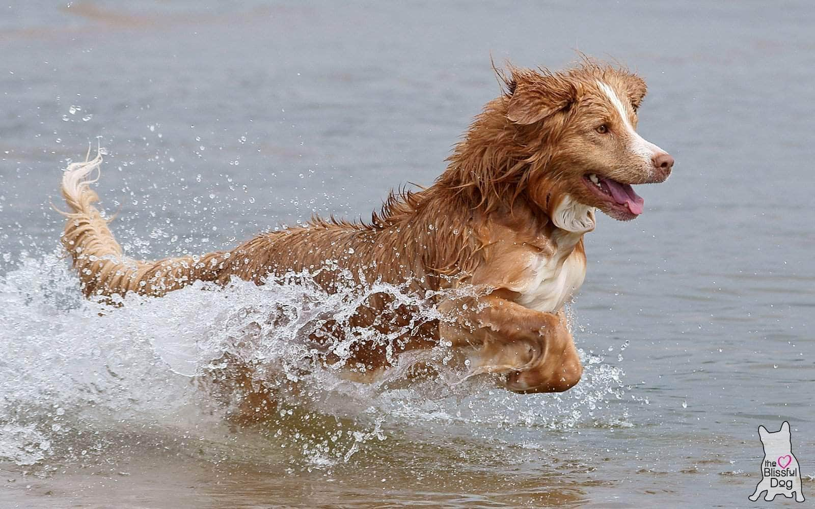 Nova scotia duck 2024 tolling retriever history