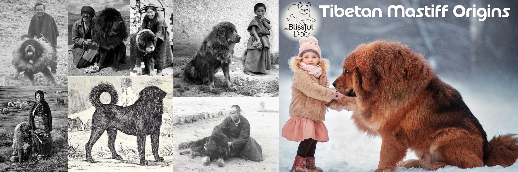Tibetan Mastiff history