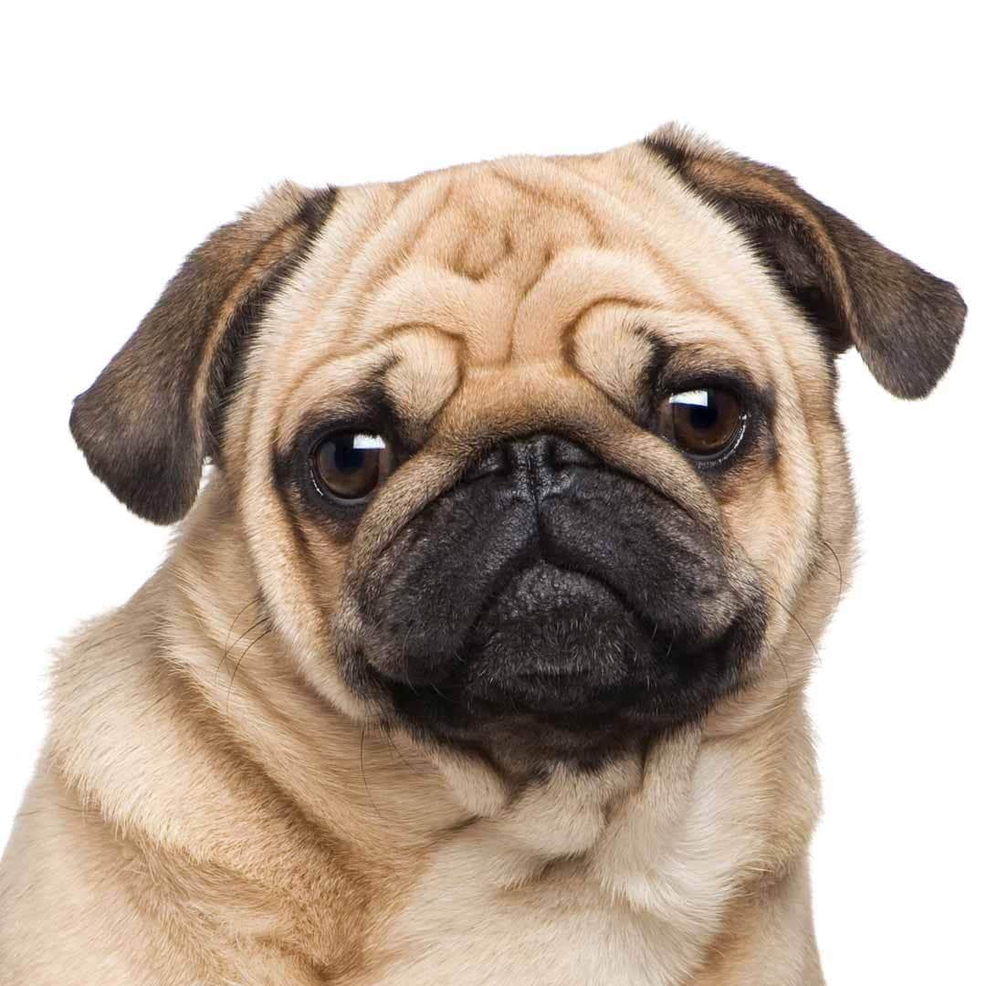Shop The Blissful Dog Pug Collection for Pugs From Nose To Tail