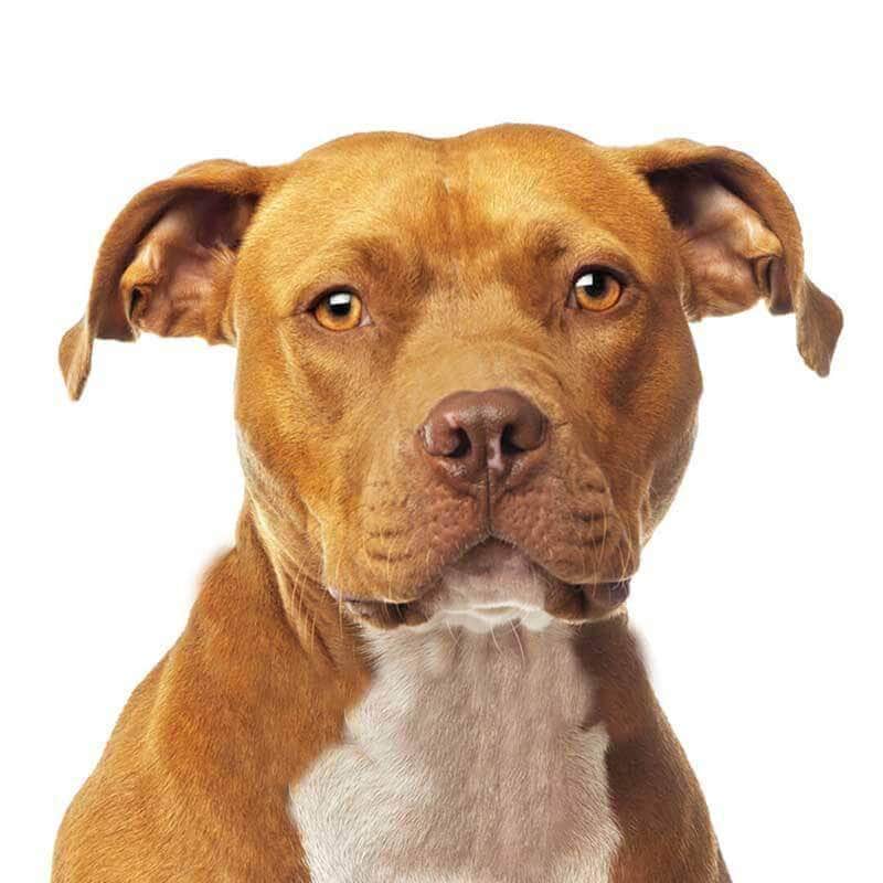 4 Sottobicchieri Cool Bull Dog, Staffordshire Terrier, Con Retro In Sughero, 9,5x9,5 Cm, Regalo Per Amanti Dei Cani - 2