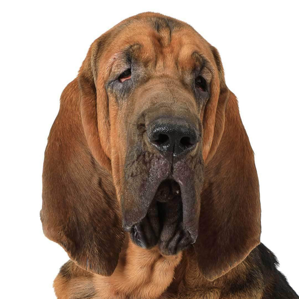 corgi bloodhound mix