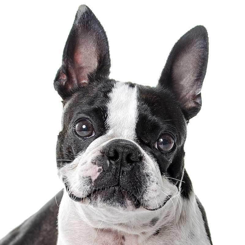 Boston Terrier Collection