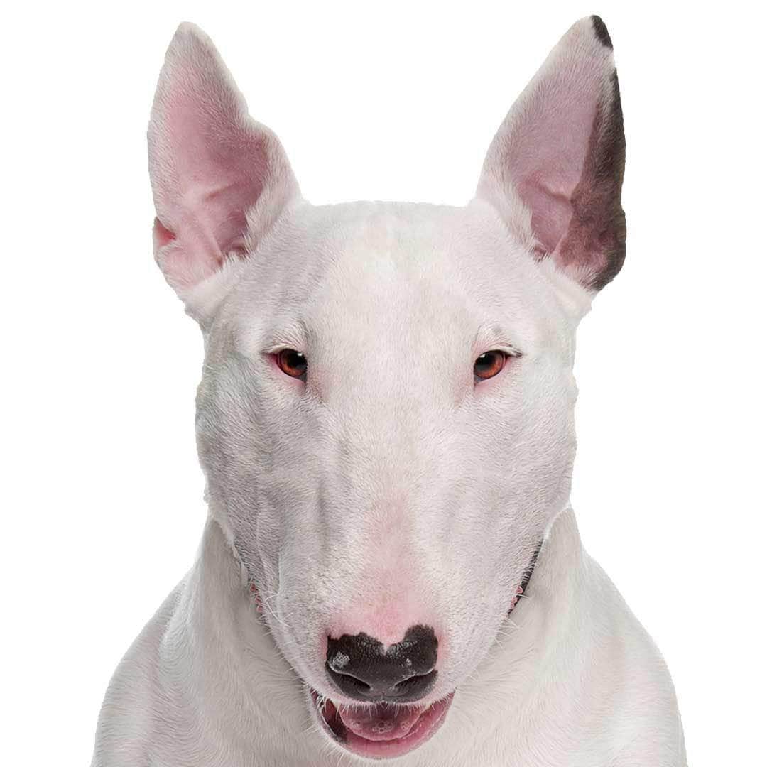 Bull Terrier Collection