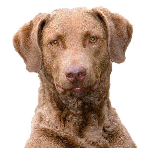 Best shampoo for chesapeake bay retriever best sale