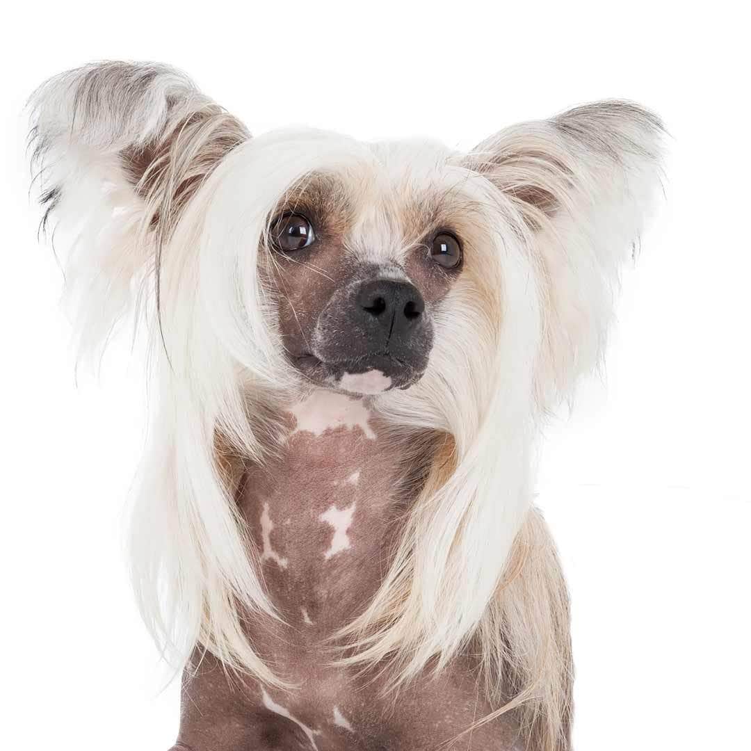 Chinese Crested Collection