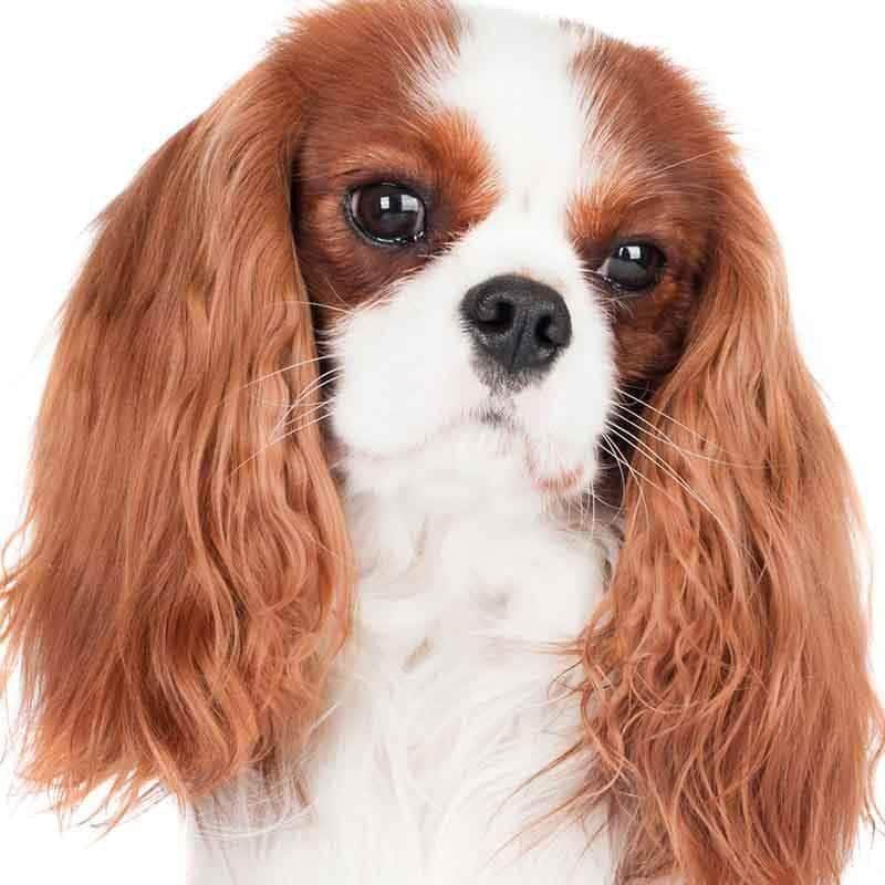 Cavalier King Charles Spaniel Collection